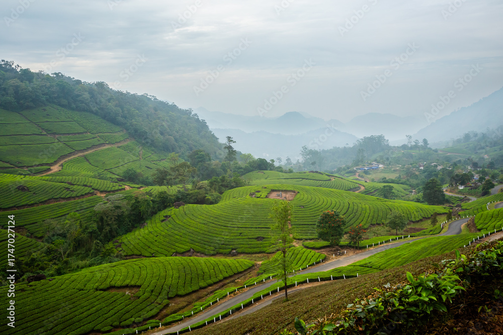 Fototapeta premium Munnar tea plantations in India