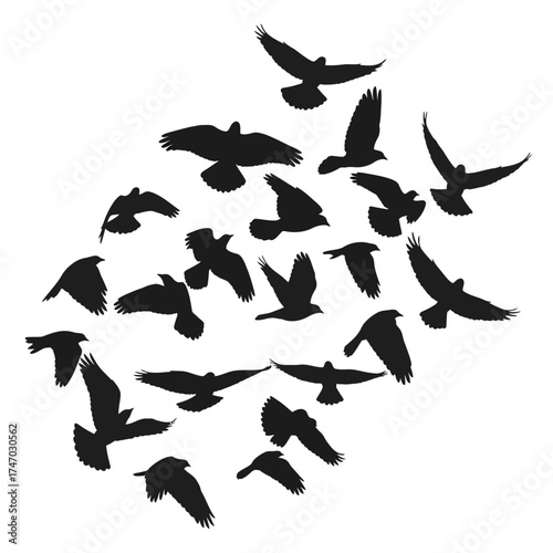 Flock of Birds Silhouettes in Flight.