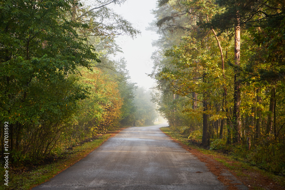 Obraz premium mgła,jesień,leśna droga