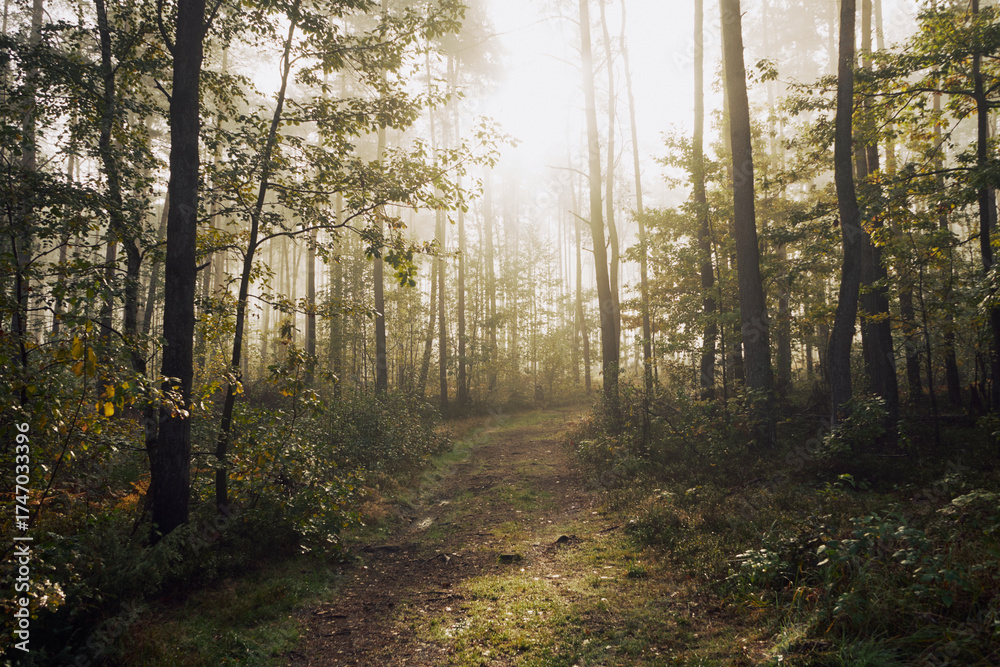 Naklejka premium mgła,jesień,leśna droga 