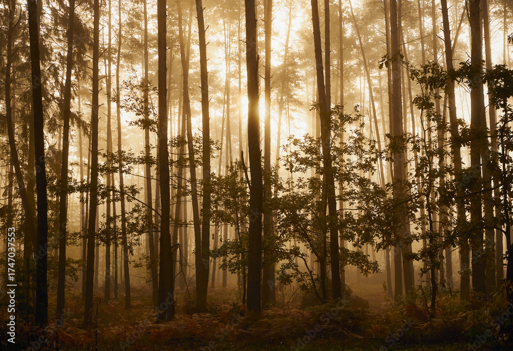 Fototapeta premium mgła,jesień,las 