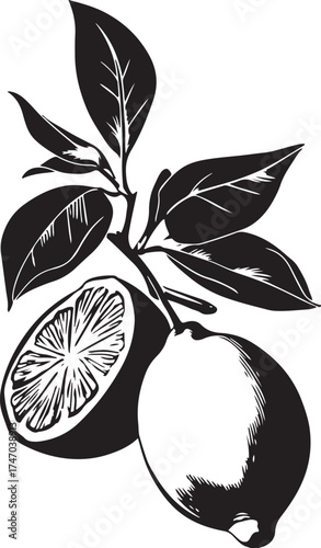 Vector art of stylish black and white illustration of lemons on a branch
