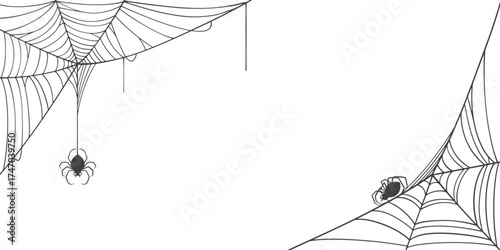vector illustration of a spider web