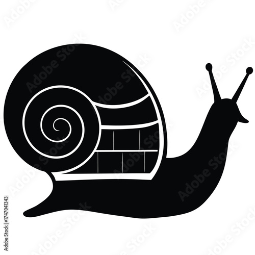 Black snail shell spiral antennae gastropod mollusk