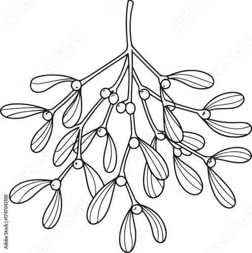 Detailed mistletoe branch illustration with berries for festive designs ideas