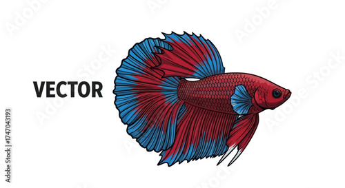 Vibrant Red and Blue Betta Fish with Flowing Fins.