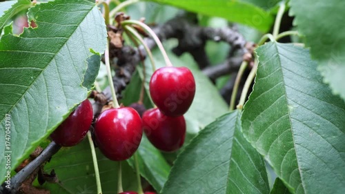 Wallpaper Mural  Ripe, red cherries hanging on a tree branch Torontodigital.ca