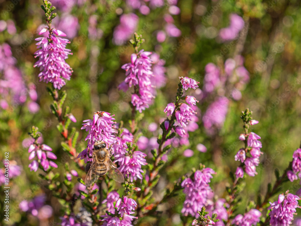 Naklejka premium Macro shot of honey bee on vivid pink heather blooms during a sunny day in nature. 