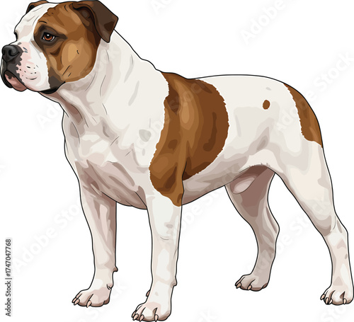 American Bulldog dog Portraits Set Illustrations Brown and White Vector 