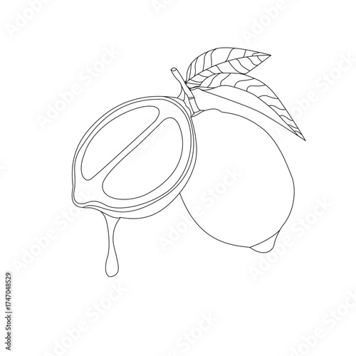Lemon Line Drawing with Slice and Leaves Isolated on White Background