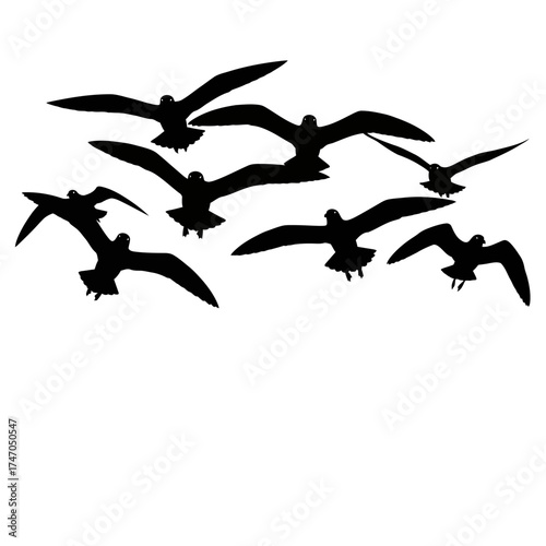 Silhouette of Birds in Flight - A Symbol of Freedom and Grace.