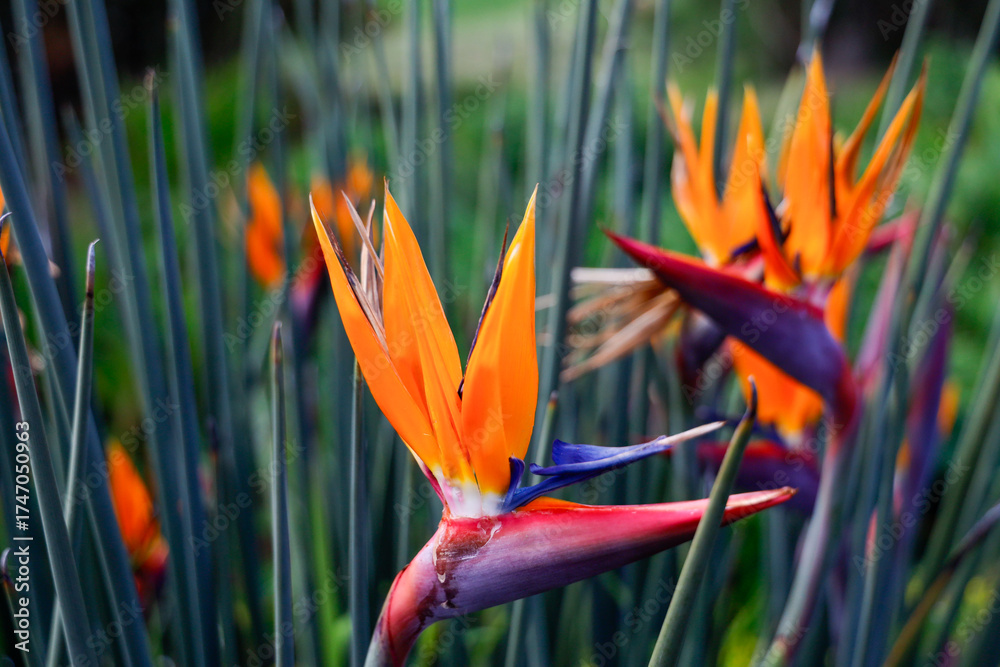 Obraz premium paradise