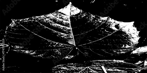 A silhouette illustration of a spider in the web with a grunge texture, like a drawing of nature at night