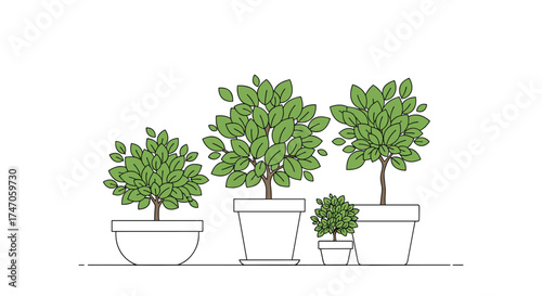 Illustrating various potted plants in different sizes of containers.