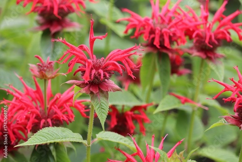  Red Bee Balm