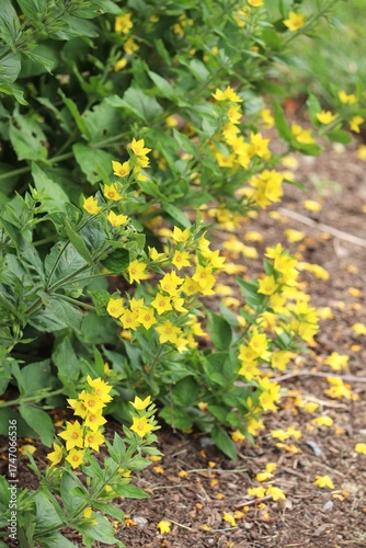 Yellow Loosestrife