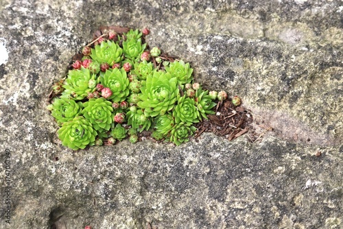Hens and Chicks