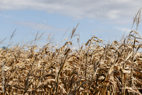 Golden dry corn stalks in autumn before harvest, fall in Wisconsin, United States