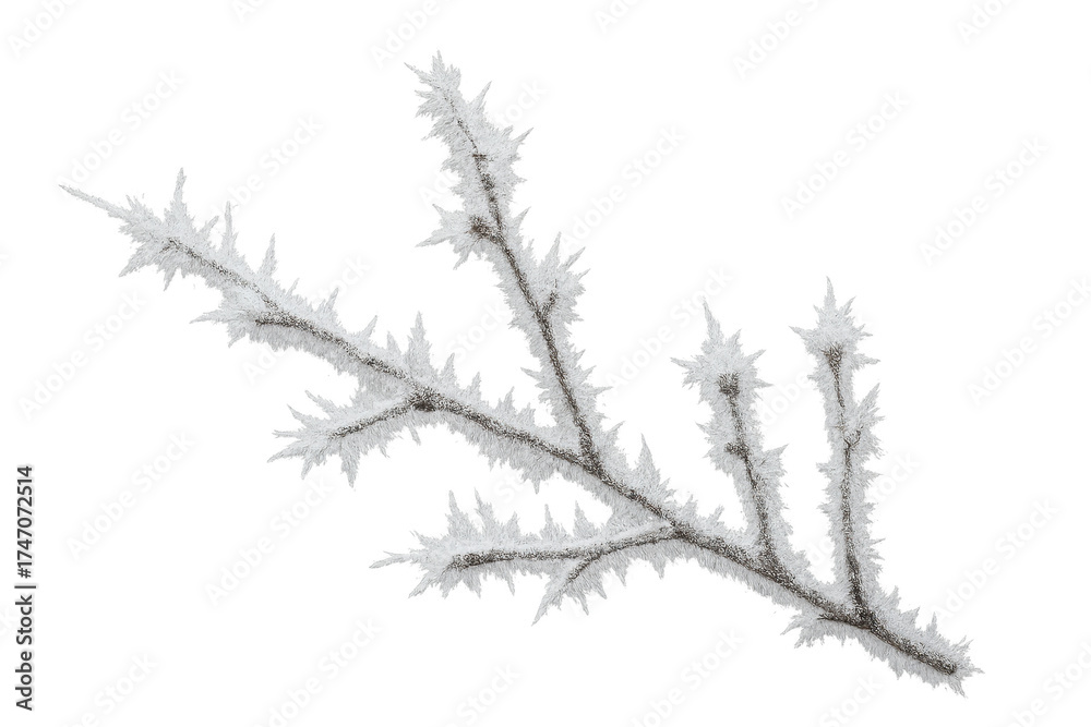 Obraz premium Frozen winter branch covered in white frost