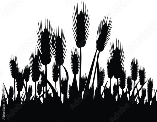 Vector silhouette field of wheat and grain illustration