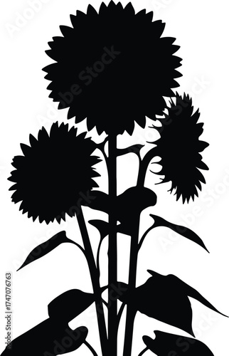 Vector silhouette sunflowers growing plant with leaves illustration
