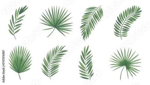 Watercolor tropical palm leaf bundle. Set of  palm coconut green leaf. 

