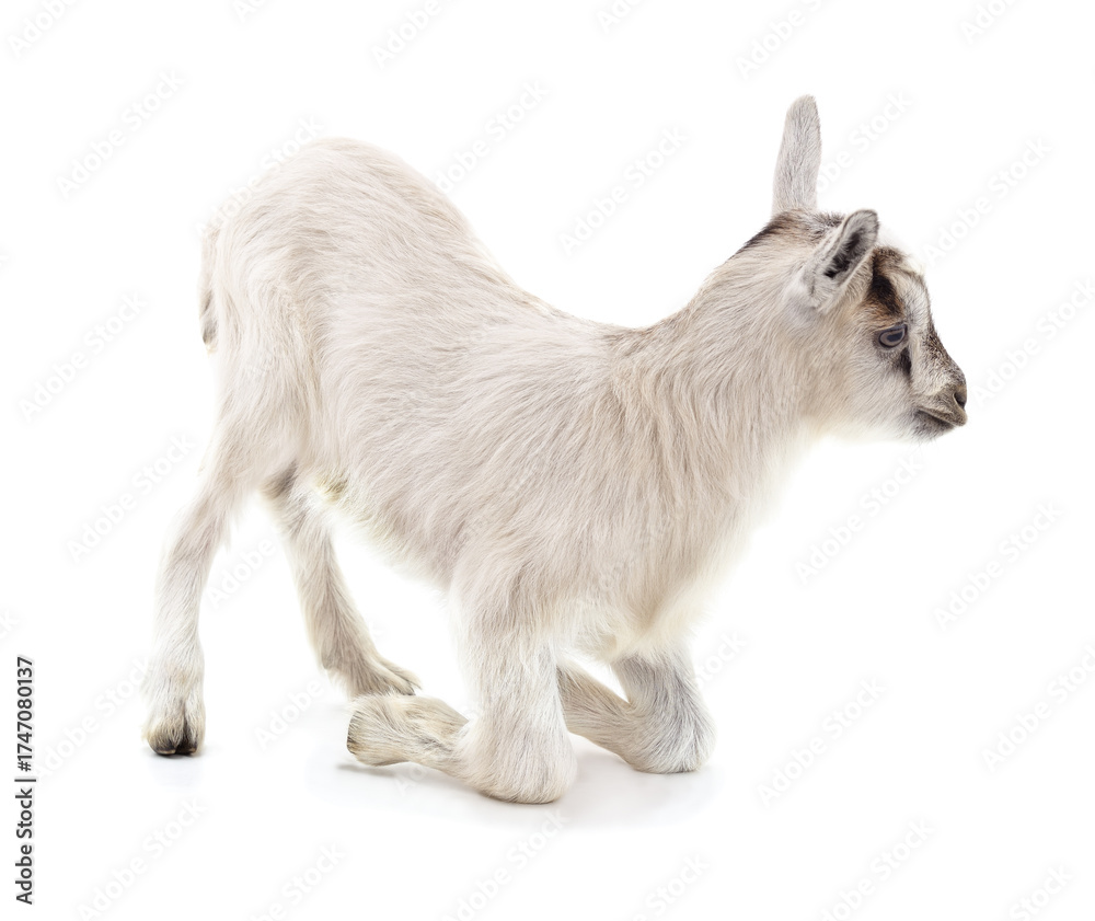 Fototapeta premium White baby goat kneeling on front legs.