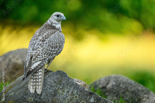 Gyrfalcon bird close up ( Falco rusticolus ) © Piotr Krzeslak