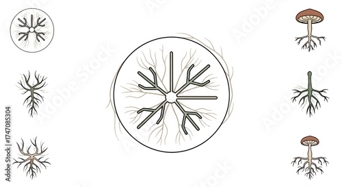 Scientific Illustration Set of Mushroom and Mycelial Structures.