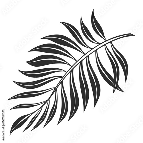 Black silhouette of a palm frond on white leaf tropical