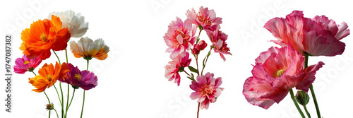 Set of Flat lay of mixed-color flowers on a clean white background, vibrant, fresh, real photo, high-resolution on transparent png background. Ai generated