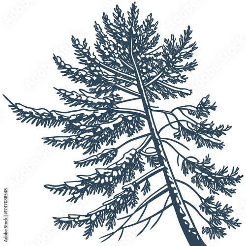 Dark blue pine tree branches with snow vector needles