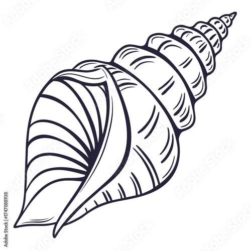 Spiral seashell line art vector conch marine