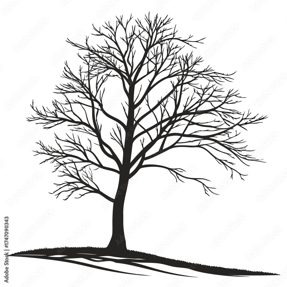 Obraz premium Black bare tree silhouette with shadow on white vector