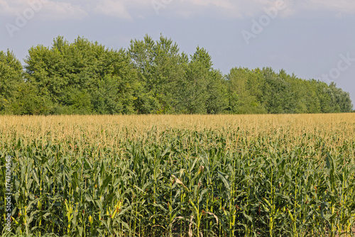 Big Field of Green Corn Farming Agriculture at Summer