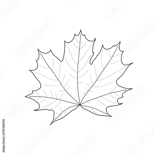 Isolated black outline maple leaf on white background. Black line maple leaf