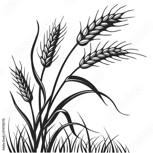 Black wheat stalks and grass silhouette on white background