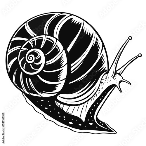 Black and white illustration of a snail shell spiral