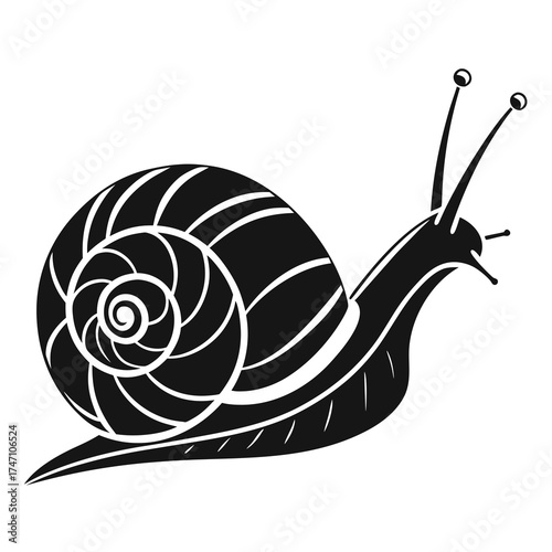 Black snail with spiral shell on white background mollusk