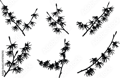 Botanical silhouette branches with spiky leaves isolated on white background for nature design, floral pattern, and decorative artwork