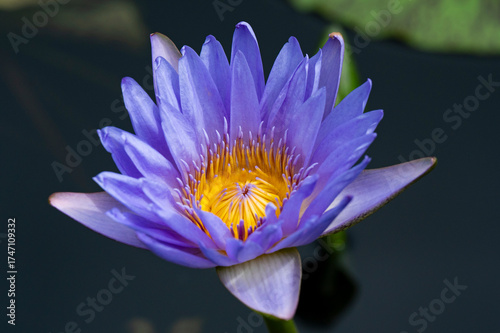 purple water lily