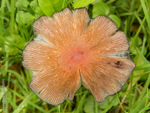 Top view of a Coprinus mushroom cap during spore release. Detailed macro photo showing the delicate gills, blackening edges, and natural decomposition process