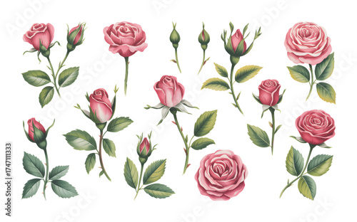 Original Hand-Painted Watercolor Pink Rose and Bud Collection.
