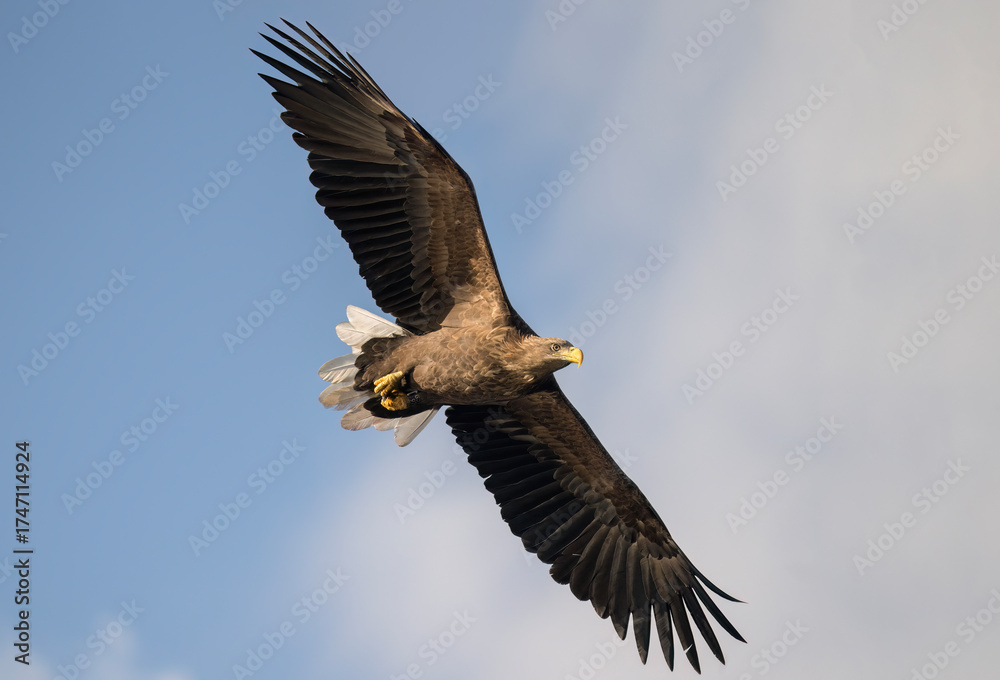 Fototapeta premium White tailed eagle flying with the sky in the background, close up