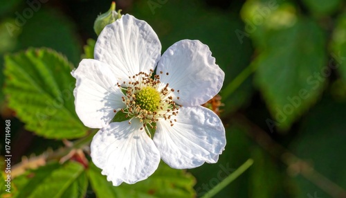 Close-up of a white blackberry flower