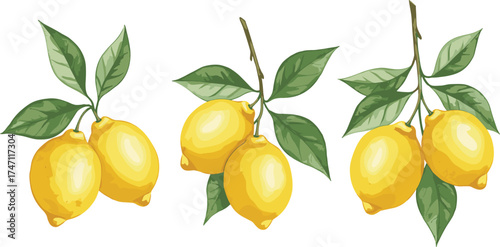 Ripe yellow lemons hanging on branches with green leaves, fresh citrus fruit illustration, botanical food concept, white background isolated