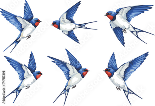 Swallow bird flight, flying poses illustration, blue and white plumage, red throat detail, dynamic motion, nature clipart, isolated set