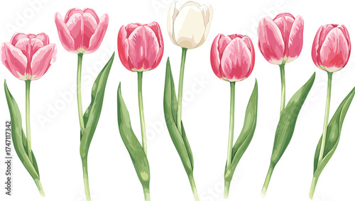 Tulip flower illustration, pink and white blooms, spring botanical design, realistic floral art, garden nature elements, elegant vector drawing