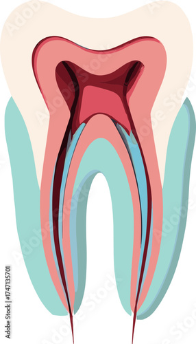 Detailed cross-section illustration of a human tooth showing enamel, dentin, pulp, and root structure, ideal for dental anatomy and educational materials.
