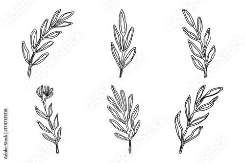 Hand Drawn Leaf Brush Ink Elements. Black Crayon Texture Botanical Floral Silhouette Vector Illustration on White Background
